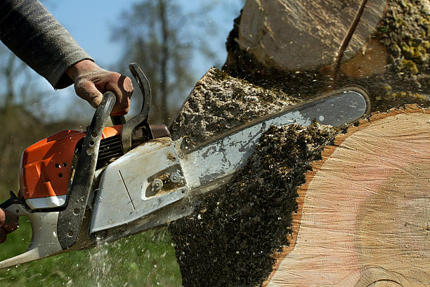 The Steps Involved in Our Tree Care Process in Grants, NM